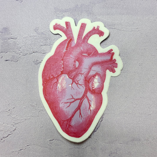Anatomical Heart Sticker